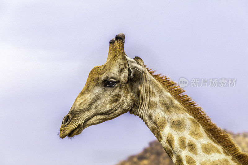 南非长颈鹿(长颈鹿camelopardalis giraffe)